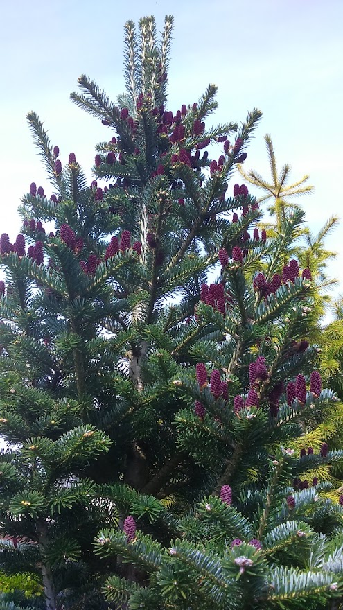 Abies koreana x lasiocarpa 